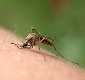 蚊类防治服务